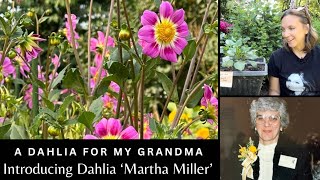 3 Year Dahlia Breeding Journey🌸 Rooted dahlia cuttings of ‘Northlawn Saving Grace’ amp ‘Martha Miller’ [upl. by Siladnerb242]