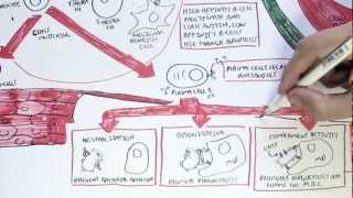 Immunology Map VI  Humoral Immunity [upl. by Ferretti]