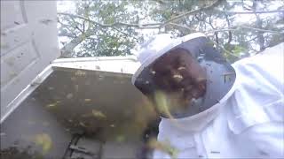 Gigantic Hornets Nest Extraction in Louisiana [upl. by Dewayne]