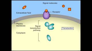 Cell Signaling Overview Animation [upl. by Kubetz596]