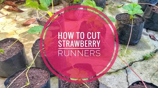 How to cut Strawberry runners from mother plant [upl. by Woodall612]