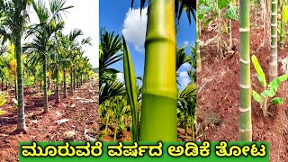 ಮೂರುವರೆ ವರ್ಷದ ಅಡಿಕೆ ತೋಟ  Adike Thota Kannada  Arecanut farming  Arecanut tree [upl. by Fazeli]