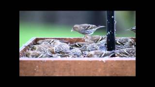 Hand Feeding Pine Siskins [upl. by Zins643]