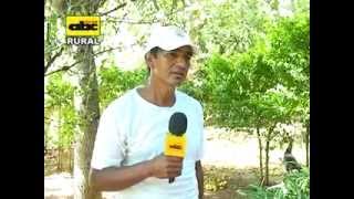 Cultivo de marula En este video el Dr P M Gibert presenta [upl. by Lincoln]