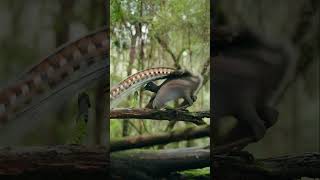 Lyrebird 2 birds wildlife 오렌지버드 [upl. by Nawj788]