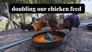 Fermenting chicken feed  This method saves money  Millennial Homesteader [upl. by Critta]