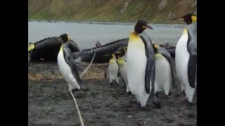 Pinguine vs Seil  Penguins vs Cable [upl. by Trevor]