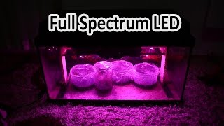 Full Spectrum LED Grow Emersed Aquarium plants DIY Project [upl. by Eanore]