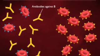 Antigens on RBCs [upl. by Alebasi256]