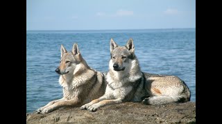 Czechoslovakian wolfdog howling [upl. by Landrum]