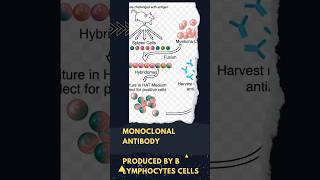 Monoclonal antibody  Hybridoma technology [upl. by Ojadnama772]