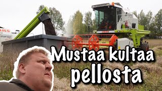 Mustaa kultaa pellosta [upl. by Ekard]