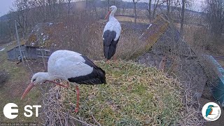 Baltie stārķi Ciconia ciconia Tukuma novadā  LDF tiešraide  White storks in Tukums Latvia [upl. by Aihseken226]