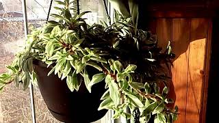 THE COLUMNEA HIRTA HOUSE PLANT [upl. by Ranson322]