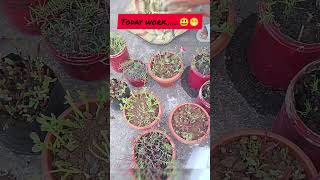 आज ही अपने सपनों का बगीचा उगाएंreels shorts viralvideo ytshorts garden flowersgrowvegetables [upl. by Siaht]