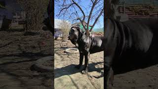 Неаполитанский мастиф жуёт вкусняшку Neapolitan Mastiff chewing on a yummy shorts [upl. by Liamsi]