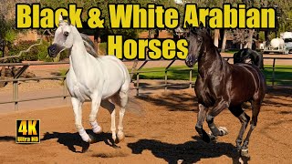 White Arabian Horse amp Black Arabian Horse Run Free [upl. by Attenej]