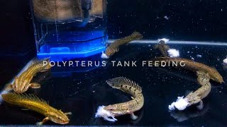 FEEDING POLYPTERUS LAPRADEI ORNATE DELHEZI POLLI WITH SHRIMP FILLETS [upl. by Ytte]