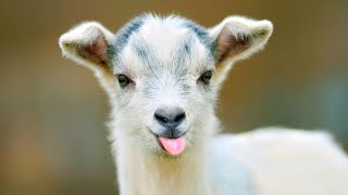 Funny 🤣 Adult and Baby Goats 🐐 Screaming [upl. by Allissa]