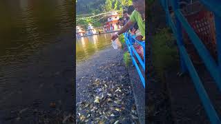 fishing 12Kune dahako subscribe shortvideo love [upl. by Dode]