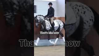 Totilas and Spotilas edit 😔💓 OritheAraber dead totilas spotilas dressage viral [upl. by Aileve380]