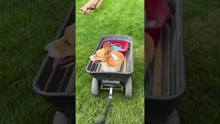 Wagon ride corgi cutedog happy fun playtime [upl. by Culbert]