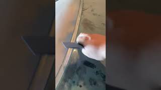 How to remove the window trim on a classic mustang [upl. by Anul]