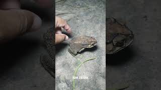 🐸👌Boing boing Look Catch big froggy funny short frog funny [upl. by Hbahsur]