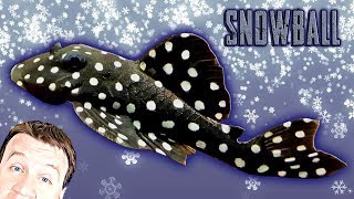 Snowball Pleco L201 Black Neons amp Dwarf Honey Gourami  New in the Fish Room [upl. by Nol]