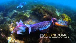 Cuttlefish Courtship and Mating Behavior [upl. by Dis313]