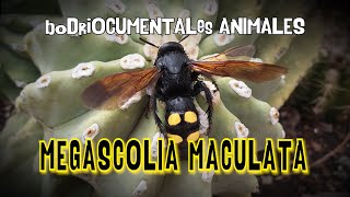 Megascolia Maculata  el Bodriocumental de la Avispa Mamut [upl. by Nyltiak]