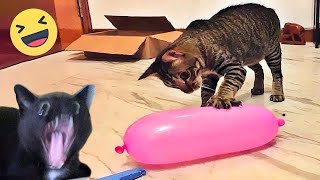 Funniest Dogs And Cats Videos 2024😁You Laugh You Lose🐶 [upl. by Atinahc793]