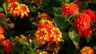 Poda de Lantana compacta [upl. by Lagasse]