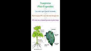 Transpiration Meaning geneticteacher [upl. by Wyndham912]