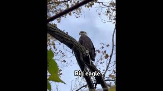 EagleNormandale Lake Park wildlife [upl. by Noedig528]