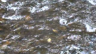 Red Sockeye Salmon at Bear Creek near Seward Alaska 06132011 053MOV [upl. by Tolley15]