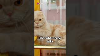 Scottish Fold CatsHow to bond with a Scottish fold catHow to groom a Scottish Fold Cat with Ease [upl. by Ardnek815]