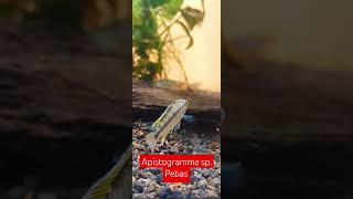 Apistogramma sp Pebas morado dwarfcichlid acuarofilia aquariumhobby fishtank aquariumfish [upl. by Annawal302]