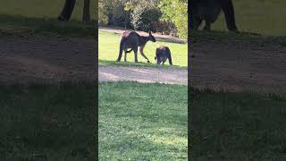 listen👂 kangaroo sing for mating  kangaroo wildlife cuteanimals animals baby kangaroobaby [upl. by Neerihs235]