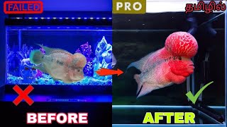 FLOWERHORN TANK SETUP  தமிழில்  DONT BUY FLOWERHORN BEFORE WATCHING THIS VIDEO  flowerhorn [upl. by Tess]