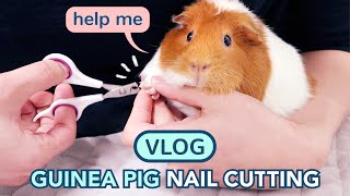 Guinea Pig Nail Cutting Vlog  GuineaDad [upl. by Pavel]