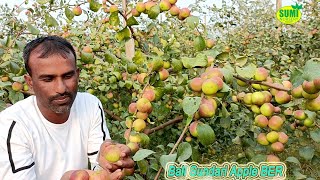 Thai Apple ber Ball Sundari Apple Ber FarmingThai Ber Apple ber Nursery Call 8926100200 [upl. by Yelmene]