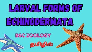 1st BSC ZOOLOGY LARVAL FORM OF ECHINODERMATA IN TAMILLARVAL FORM OF ECHINODERMATA IN TAMIL bsczoo [upl. by Lleznol]