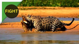 Jaguar Attacks Caiman Crocodile [upl. by Grindle]