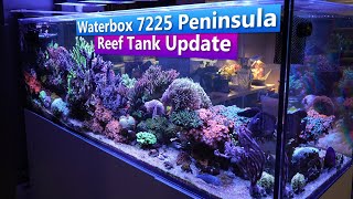 Waterbox 725 Peninsula Reef Tank Update [upl. by Aciria]