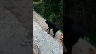 Black dog 🐕devbhumiuttarakhand subscribe my chennel 🙏 [upl. by Barnard]