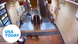 Wild boar attacks woman teenager inside subway station  USA TODAY [upl. by Ysor]