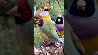 Orange Red and Black Headed Gouldian Finches birds aviary finches bird aves [upl. by Ennail]