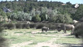 Première sortie de Martha femelle Rhinocéros blanc née à la Réserve Africaine de Sigean [upl. by Jansen551]