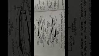 Phylum  Chordata  Introduction and classification part  2 [upl. by Latnahc]